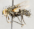  ( - CNC1724112)  @11 [ ] No rights reserved (2021) Unspecified Canadian National Collection of Insects, Arachnids and Nematodes