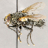  ( - CNC1724129)  @11 [ ] No rights reserved (2021) Unspecified Canadian National Collection of Insects, Arachnids and Nematodes