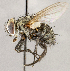  ( - CNC1724137)  @11 [ ] No rights reserved (2021) Unspecified Canadian National Collection of Insects, Arachnids and Nematodes