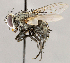  ( - CNC1724146)  @11 [ ] No rights reserved (2021) Unspecified Canadian National Collection of Insects, Arachnids and Nematodes