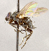  ( - CNC1724153)  @11 [ ] No rights reserved (2021) Unspecified Canadian National Collection of Insects, Arachnids and Nematodes