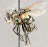  ( - CNC1724214)  @11 [ ] No rights reserved (2021) Unspecified Canadian National Collection of Insects, Arachnids and Nematodes