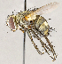  ( - CNC1724239)  @11 [ ] No rights reserved (2021) Unspecified Canadian National Collection of Insects, Arachnids and Nematodes
