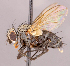  ( - CNC1724362)  @11 [ ] No rights reserved (2022) Unspecified Canadian National Collection of Insects, Arachnids and Nematodes