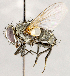  ( - CNC1726806)  @11 [ ] No rights reserved (2021) Unspecified Canadian National Collection of Insects, Arachnids and Nematodes