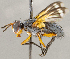  ( - CNC1726822)  @11 [ ] No rights reserved (2021) Unspecified Canadian National Collection of Insects, Arachnids and Nematodes
