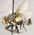  (Sisyropa - CNC1726828)  @11 [ ] No rights reserved (2021) Unspecified Canadian National Collection of Insects, Arachnids and Nematodes
