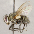  ( - CNC1726852)  @11 [ ] No rights reserved (2021) Unspecified Canadian National Collection of Insects, Arachnids and Nematodes