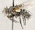  ( - CNC1726858)  @11 [ ] No rights reserved (2021) Unspecified Canadian National Collection of Insects, Arachnids and Nematodes