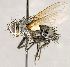  ( - CNC1726867)  @11 [ ] No rights reserved (2021) Unspecified Canadian National Collection of Insects, Arachnids and Nematodes