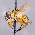  ( - CNC1726873)  @11 [ ] No rights reserved (2021) Unspecified Canadian National Collection of Insects, Arachnids and Nematodes