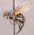  (Phytomyptera sp. GER9 - CNC1726874)  @11 [ ] No rights reserved (2022) Unspecified Canadian National Collection of Insects, Arachnids and Nematodes