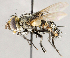  ( - CNC1726934)  @11 [ ] No rights reserved (2021) Unspecified Canadian National Collection of Insects, Arachnids and Nematodes