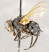  ( - CNC1726944)  @11 [ ] No rights reserved (2021) Unspecified Canadian National Collection of Insects, Arachnids and Nematodes