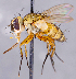  ( - CNC1726987)  @11 [ ] No rights reserved (2021) Unspecified Canadian National Collection of Insects, Arachnids and Nematodes