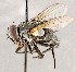  ( - CNC1727005)  @11 [ ] No rights reserved (2021) Unspecified Canadian National Collection of Insects, Arachnids and Nematodes