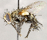  (Exorista sp. GER1 - CNC1727025)  @11 [ ] No rights reserved (2021) Unspecified Canadian National Collection of Insects, Arachnids and Nematodes