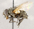  ( - CNC1727159)  @11 [ ] No rights reserved (2021) Unspecified Canadian National Collection of Insects, Arachnids and Nematodes