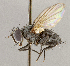  ( - CNC1729982)  @11 [ ] No rights reserved (2021) Unspecified Canadian National Collection of Insects, Arachnids and Nematodes