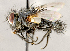  ( - CNC1730001)  @11 [ ] No rights reserved (2021) Unspecified Canadian National Collection of Insects, Arachnids and Nematodes