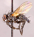  ( - CNC1730056)  @11 [ ] No rights reserved (2022) Unspecified Canadian National Collection of Insects, Arachnids and Nematodes