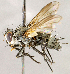  ( - CNC1730085)  @11 [ ] No rights reserved (2021) Unspecified Canadian National Collection of Insects, Arachnids and Nematodes