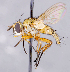  ( - CNC1730086)  @11 [ ] No rights reserved (2021) Unspecified Canadian National Collection of Insects, Arachnids and Nematodes
