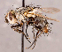  (Linnaemya sp. GER1 - CNC1730142)  @11 [ ] No rights reserved (2021) Unspecified Canadian National Collection of Insects, Arachnids and Nematodes