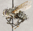  ( - CNC1730179)  @11 [ ] No rights reserved (2021) Unspecified Canadian National Collection of Insects, Arachnids and Nematodes