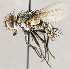  ( - CNC1730271)  @11 [ ] No rights reserved (2021) Unspecified Canadian National Collection of Insects, Arachnids and Nematodes