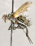  ( - CNC1730310)  @11 [ ] No rights reserved (2021) Unspecified Canadian National Collection of Insects, Arachnids and Nematodes