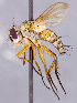 ( - CNC1730323)  @11 [ ] No rights reserved (2021) Unspecified Canadian National Collection of Insects, Arachnids and Nematodes