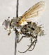  ( - CNC1730384)  @11 [ ] No rights reserved (2021) Unspecified Canadian National Collection of Insects, Arachnids and Nematodes