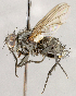  ( - CNC1730433)  @11 [ ] No rights reserved (2021) Unspecified Canadian National Collection of Insects, Arachnids and Nematodes