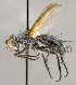  ( - CNC1738594)  @11 [ ] No rights reserved (2021) Unspecified Canadian National Collection of Insects, Arachnids and Nematodes