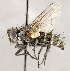  ( - CNC1738660)  @11 [ ] No rights reserved (2021) Unspecified Canadian National Collection of Insects, Arachnids and Nematodes
