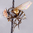  ( - CNC1738749)  @11 [ ] No rights reserved (2021) Unspecified Canadian National Collection of Insects, Arachnids and Nematodes