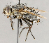  (Linnaemya sp. NB1 - CNC1897941)  @11 [ ] No rights reserved (2021) Unspecified Canadian National Collection of Insects, Arachnids and Nematodes