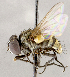  (Strongygaster sp. NB1 - CNC1897944)  @11 [ ] No rights reserved (2021) Unspecified Canadian National Collection of Insects, Arachnids and Nematodes