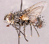  ( - CNC1966035)  @11 [ ] No rights reserved (2022) Unspecified Canadian National Collection of Insects, Arachnids and Nematodes