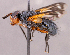  ( - CNC1966038)  @11 [ ] No rights reserved (2022) Unspecified Canadian National Collection of Insects, Arachnids and Nematodes
