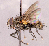  ( - CNC1966057)  @11 [ ] No rights reserved (2022) Unspecified Canadian National Collection of Insects, Arachnids and Nematodes
