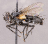  ( - CNC1966109)  @11 [ ] No rights reserved (2022) Unspecified Canadian National Collection of Insects, Arachnids and Nematodes