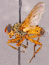  ( - CNC1966142)  @11 [ ] No rights reserved (2022) Unspecified Canadian National Collection of Insects, Arachnids and Nematodes