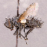  ( - CNC1966148)  @11 [ ] No rights reserved (2022) Unspecified Canadian National Collection of Insects, Arachnids and Nematodes
