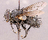  ( - CNC1966244)  @11 [ ] No rights reserved (2022) Unspecified Canadian National Collection of Insects, Arachnids and Nematodes