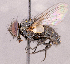  ( - CNC1966248)  @11 [ ] No rights reserved (2022) Unspecified Canadian National Collection of Insects, Arachnids and Nematodes