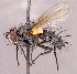  ( - CNC1966249)  @11 [ ] No rights reserved (2022) Unspecified Canadian National Collection of Insects, Arachnids and Nematodes