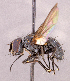  ( - CNC1966327)  @11 [ ] No rights reserved (2022) Unspecified Canadian National Collection of Insects, Arachnids and Nematodes