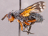  ( - CNC1966388)  @11 [ ] No rights reserved (2022) Unspecified Canadian National Collection of Insects, Arachnids and Nematodes